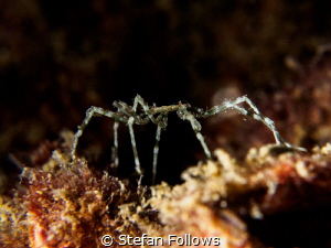 Walk on By. Sea Spider - Anoplodactylus. Chaloklum, Thail... by Stefan Follows 